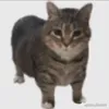 gladaebbe