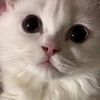 nhay.pohaci