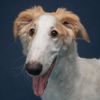 wizard.the.borzoi