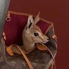 deer.love2024