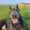 dukethedobermanp