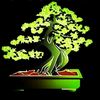 gubuk_gallery_bonsai