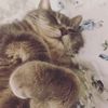 catsncoffeeformar