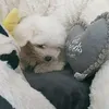 mimi_trixie_ist_ein_hund
