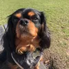 rupertthecavvy