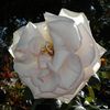 y.abille