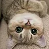 ngowcutee