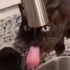 snorpus