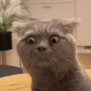 fuxifuxifuxi