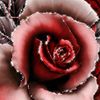 sibel9876okyonus