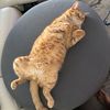 kobecatcute123