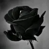 _miss_800