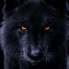 hamza_harachi5