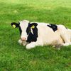 boerderij_girls