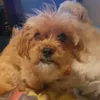dogio937