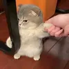 luciano_hoang11