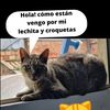 misamigoslosgatos