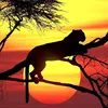 tom_tom.66