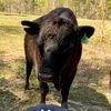 bigheadranch