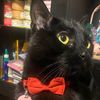 beleth_the_cat