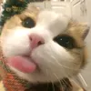 jonangsss