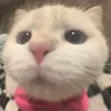 meomaymeomay