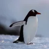 minmimingg