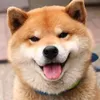 shibahubz