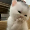 jae.3gff