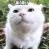 rwjxmlem