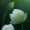 white_lotus94