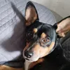 manolifeliz