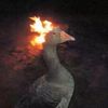 flamin_mah_goose