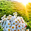 nam_em.27