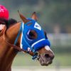 retired_racehorse