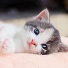 kieuoanh06100