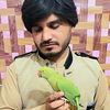 its_wali300