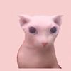 user6fdybrx591