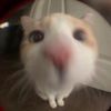 jules_222