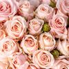 rose35qtr