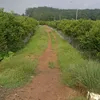 www.tiktok.comhnqt