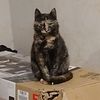 rosie.pose_12