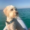beachvet