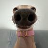 catsplease