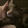 bizarrebatz
