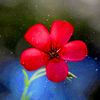 musab7616