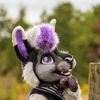 cadencedaalpaca
