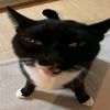 im2coolforsk00l