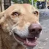 el_perro_ayayay