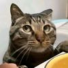 _likecat